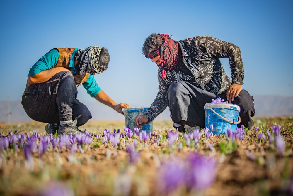 Photograph by seyed mostafa yousefi
