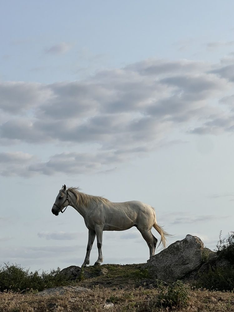 Грация под облаками…