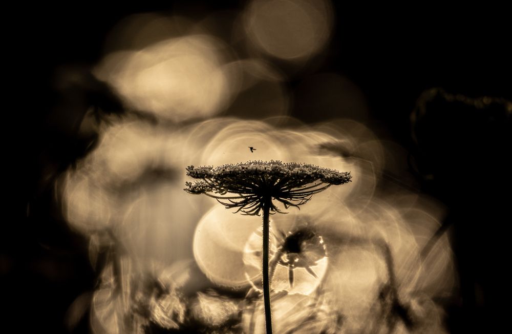 Photograph by Luisa Lynch