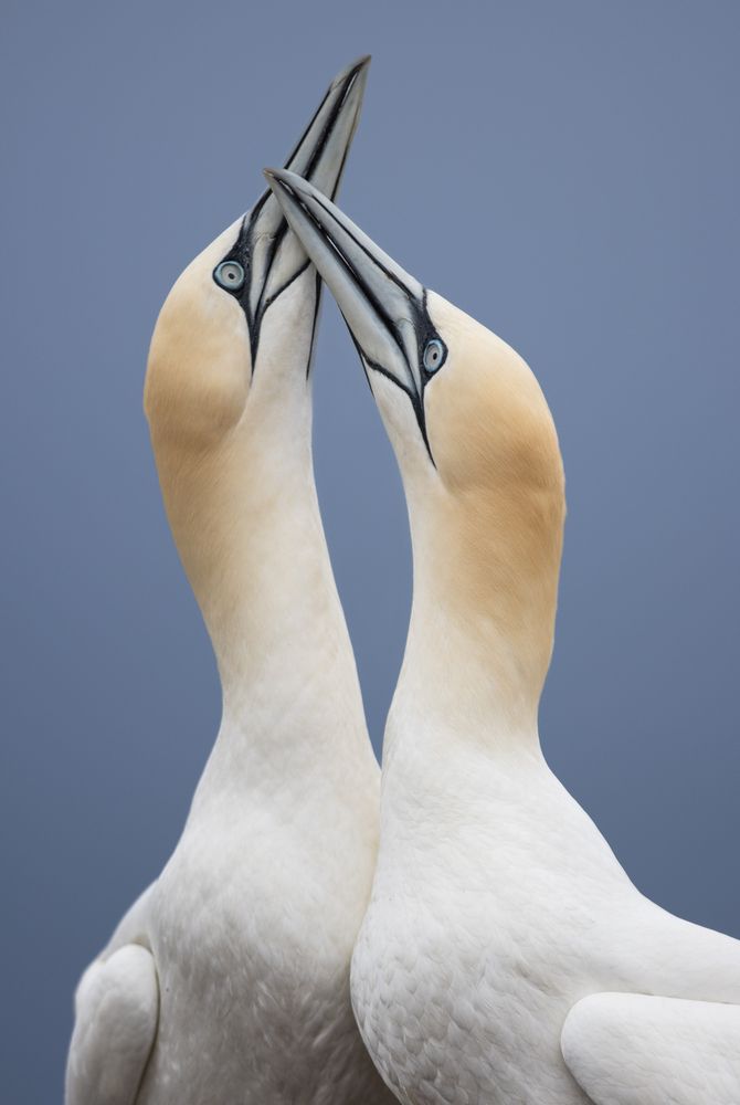 The Northern Gannet\'s bliss