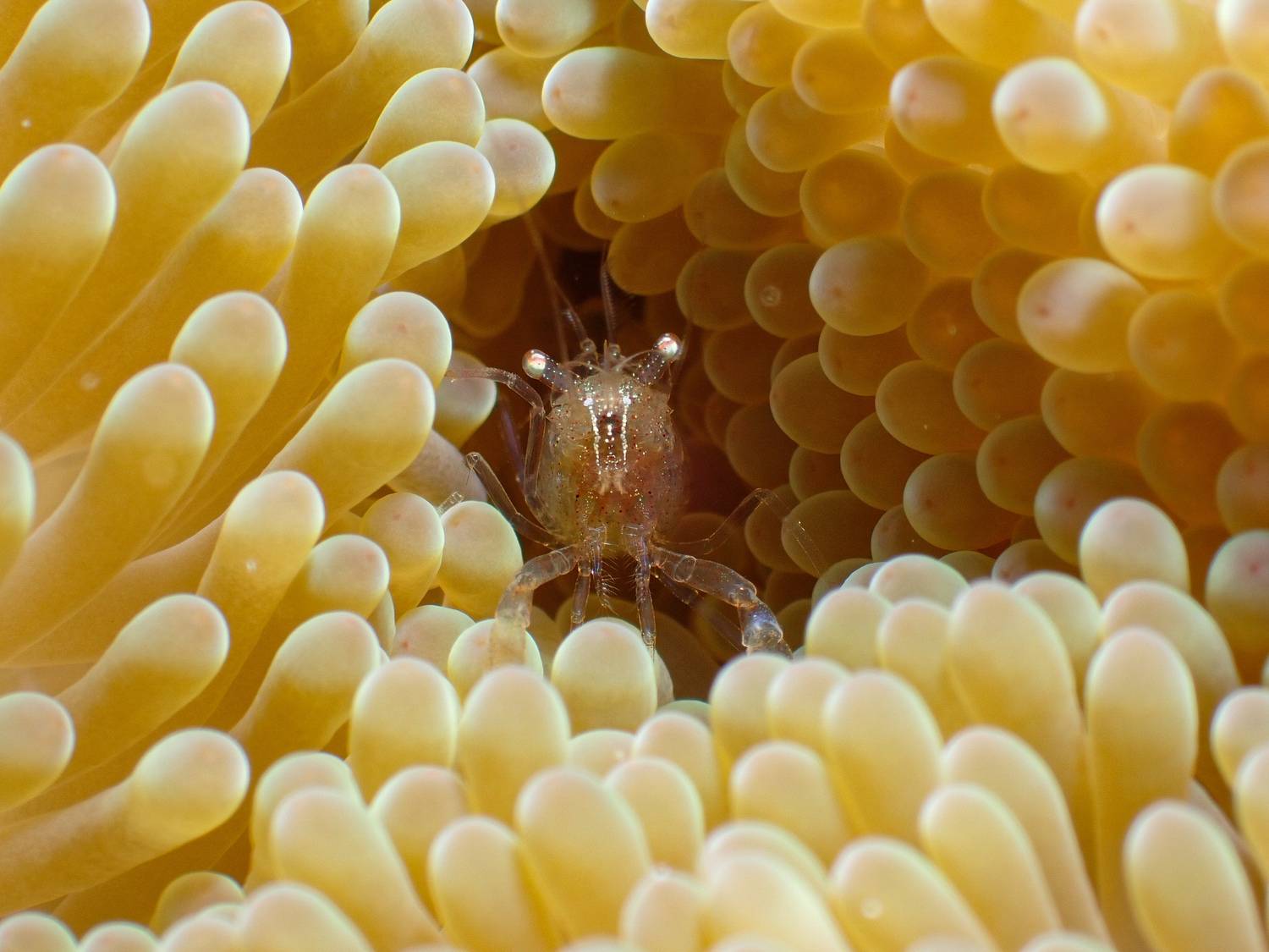 Hidden Within Gold