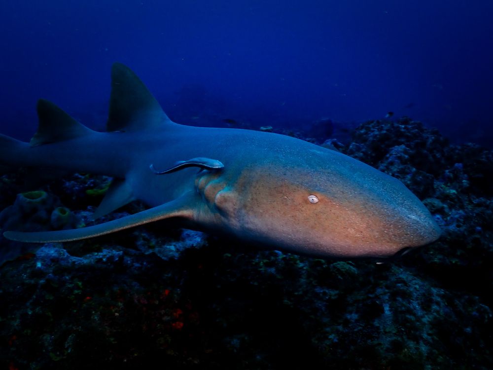 Photograph by Andy O Nales Flores