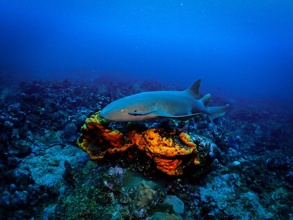 Photograph by Andy O Nales Flores