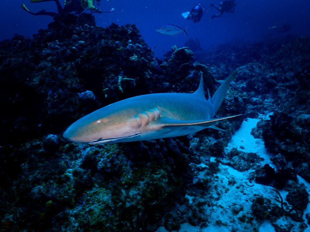 Photograph by Andy O Nales Flores