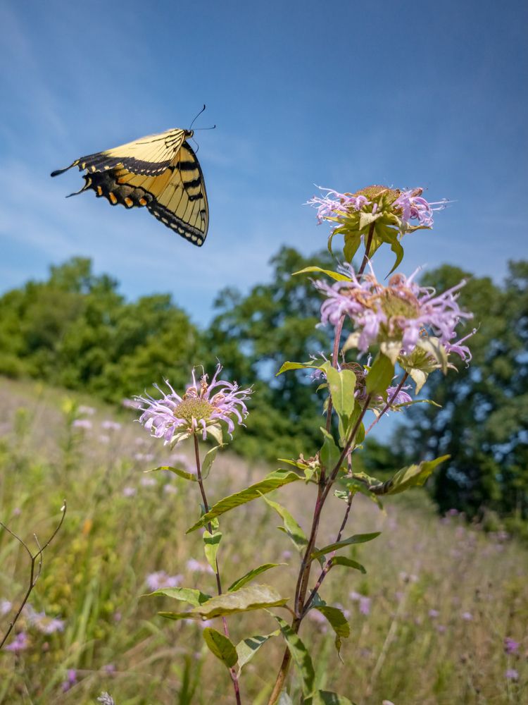 Flight Over the Meadow