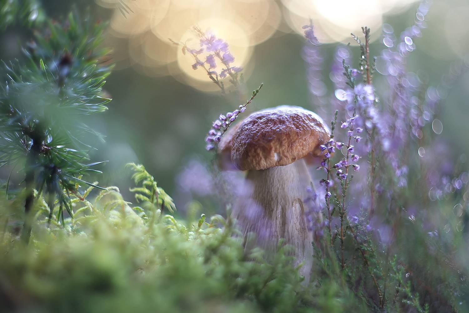 Вересковый дирижер