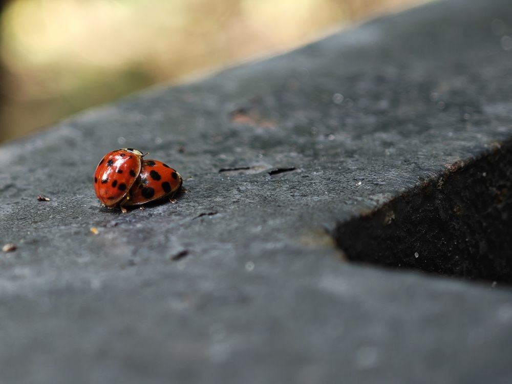 Божья коровкина любовь