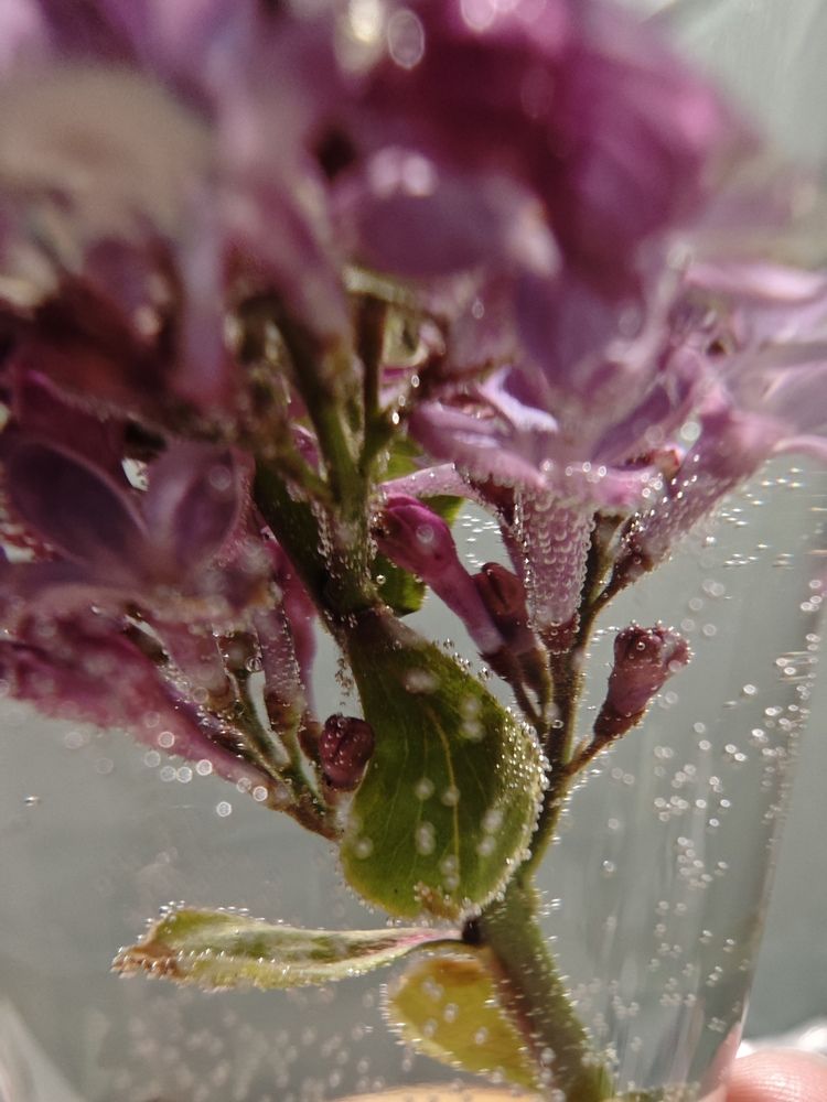 Фотография автора Ася Титова