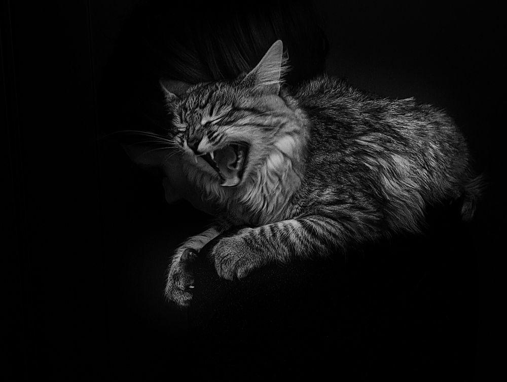 Photo #12883329