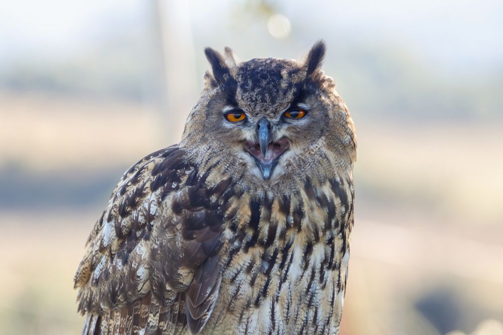 Фотография автора Ivan Logvynenko