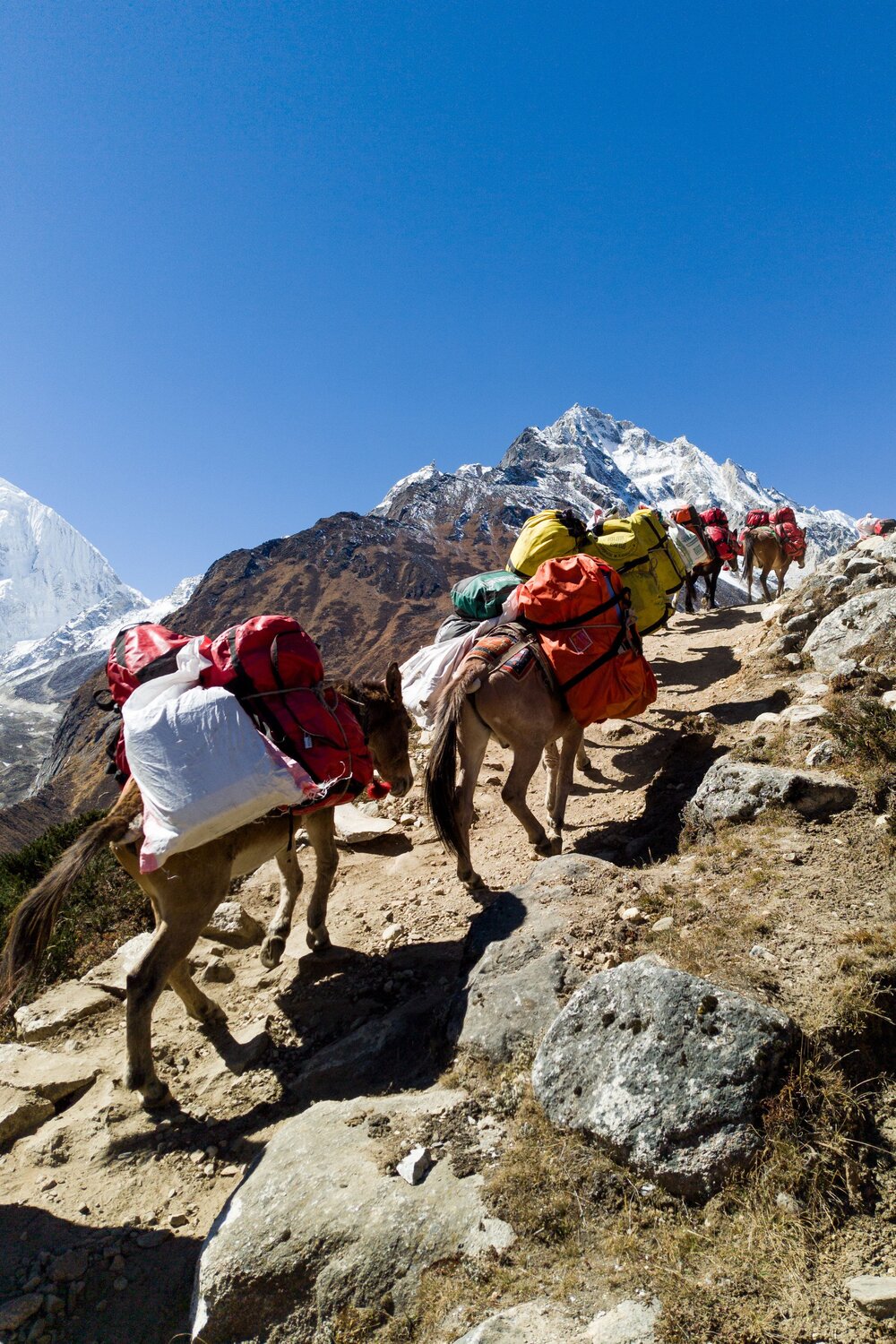 Manaslu Mules