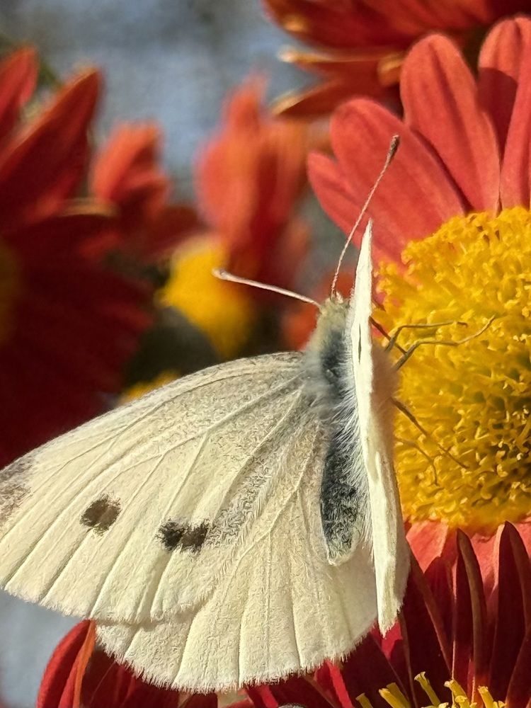 Photograph by Регина Усова