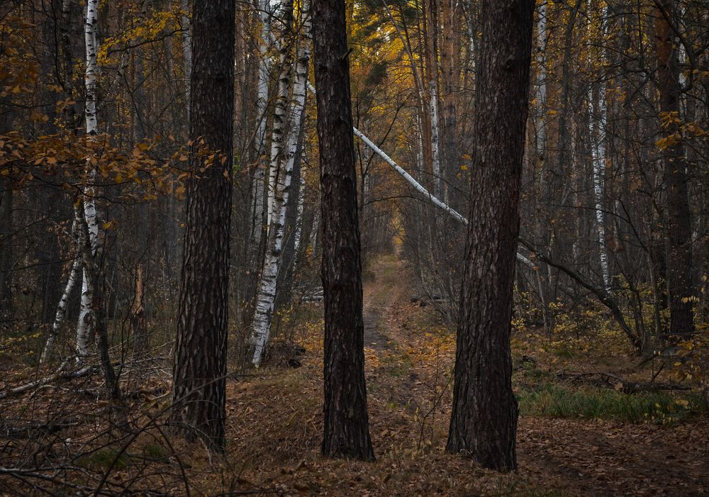 Photograph by Vladimir Frolov (1stMOD)