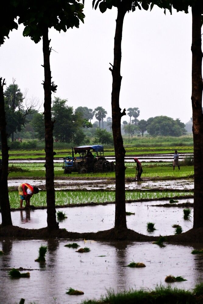 Monsoon Rice Fields