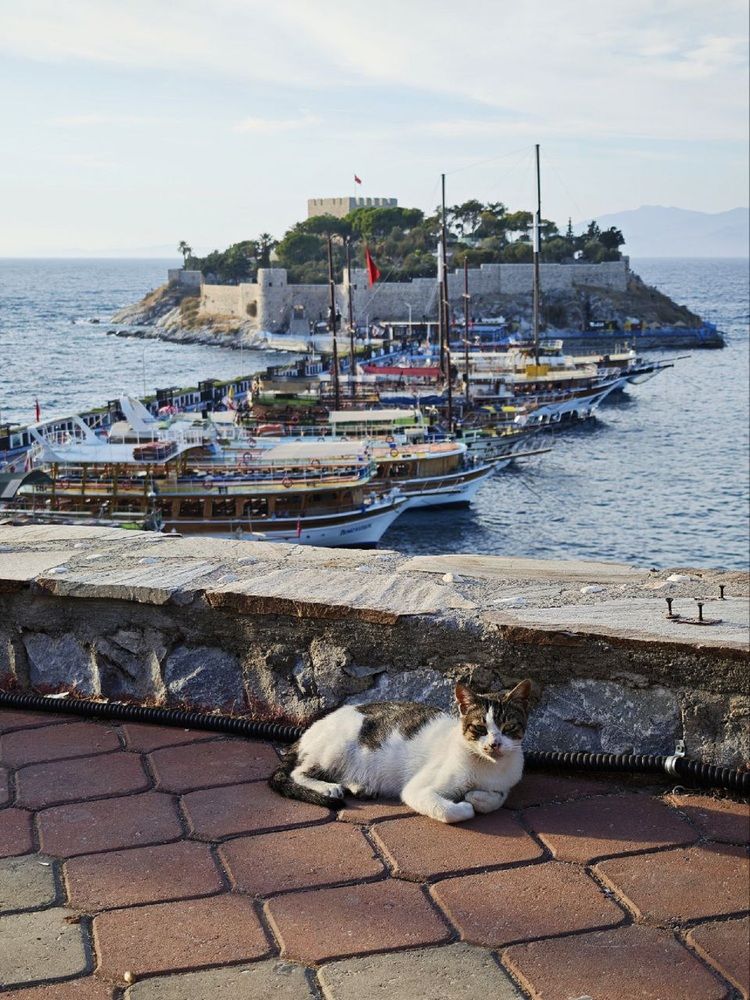 Фотография автора Natalya Firsova