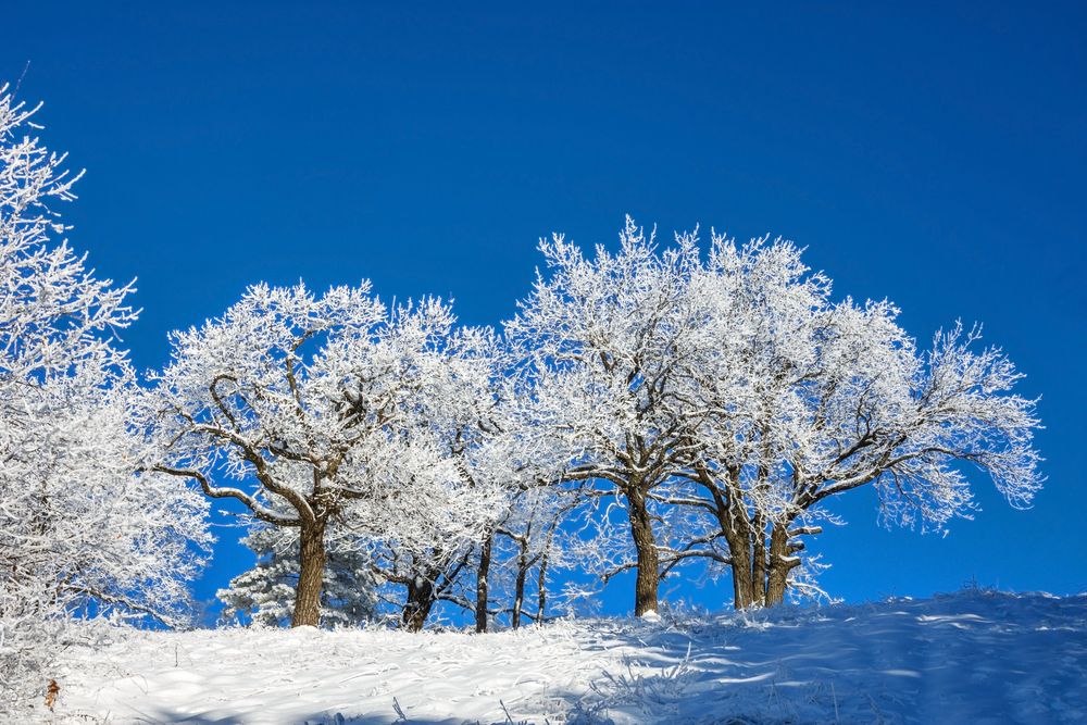 Фотография автора Наталья Димова