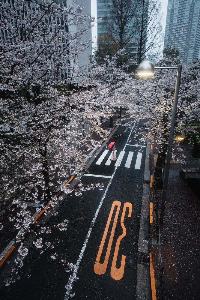 The Harmony of Cherry Blossoms and the City