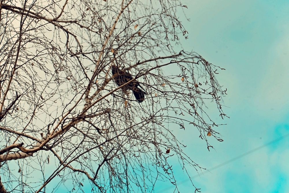 Фотография автора Евгений Николаенков