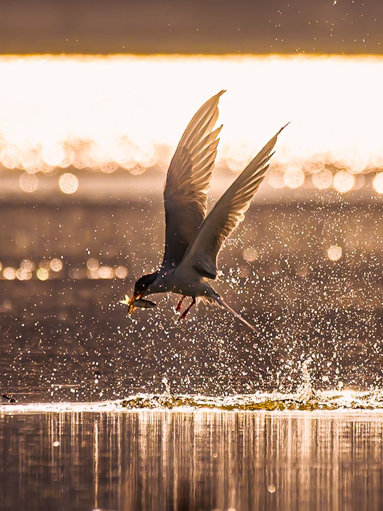 Photograph by Abhishek Pradhan