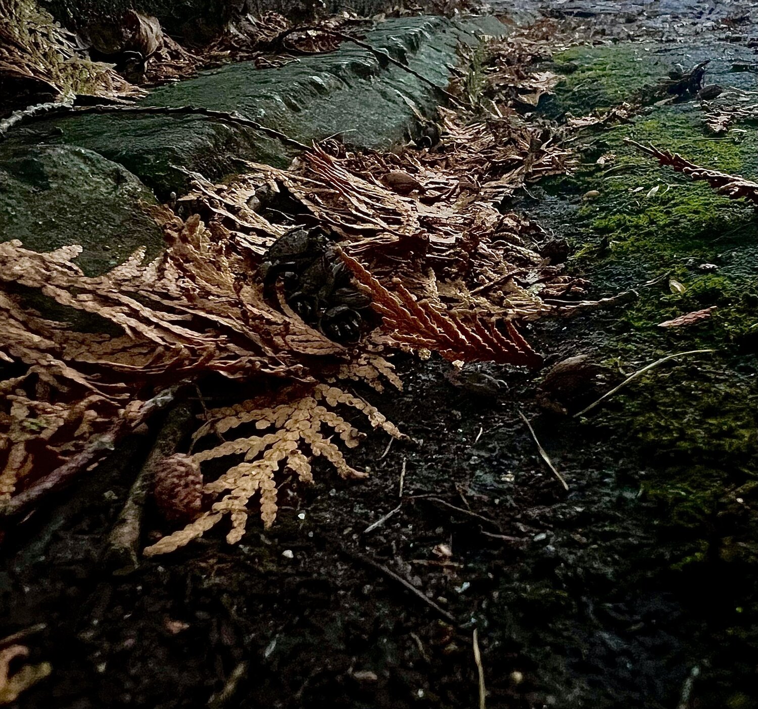 Photo #12886177