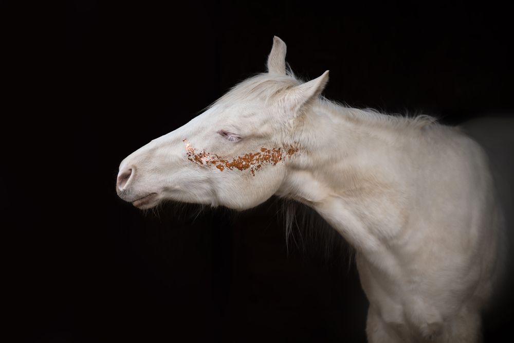 Photograph by Kateřina Pavlíková