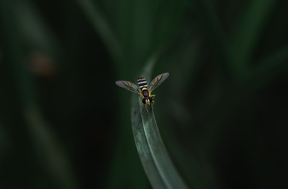Photograph by Ирешева Мария