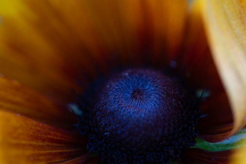 Fleur de champs