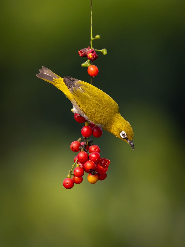 Photograph by Aritra Nath