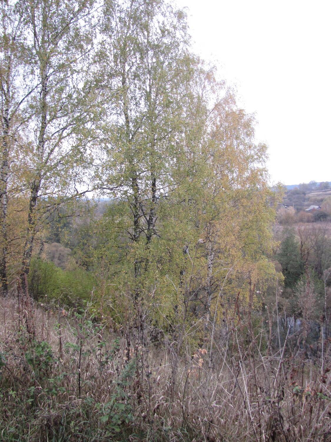 Narrow Leaf Covered Trail Leads Wooden Bridge Calm River Surrounded Narrow Leaf Covered Trail Leads Wooden Bridge Calm River Surrounded
