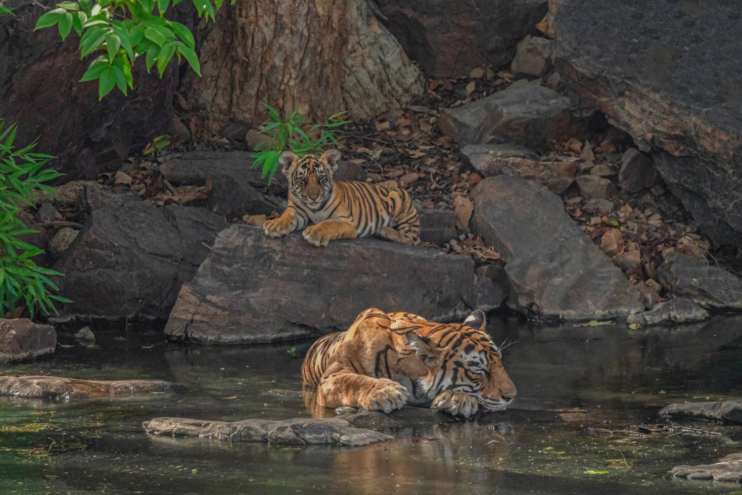 Whispers of Jamundeh: A Mother’s Silent Vigil