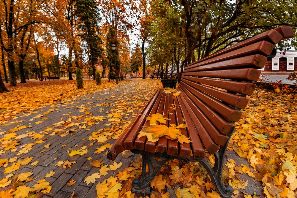 Желтая аллея