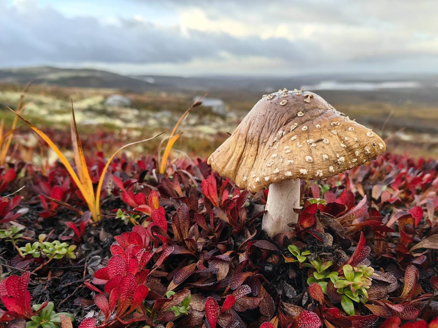 Фотография #12887235