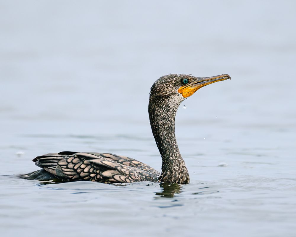 Photograph by MUKESH RAJAN S