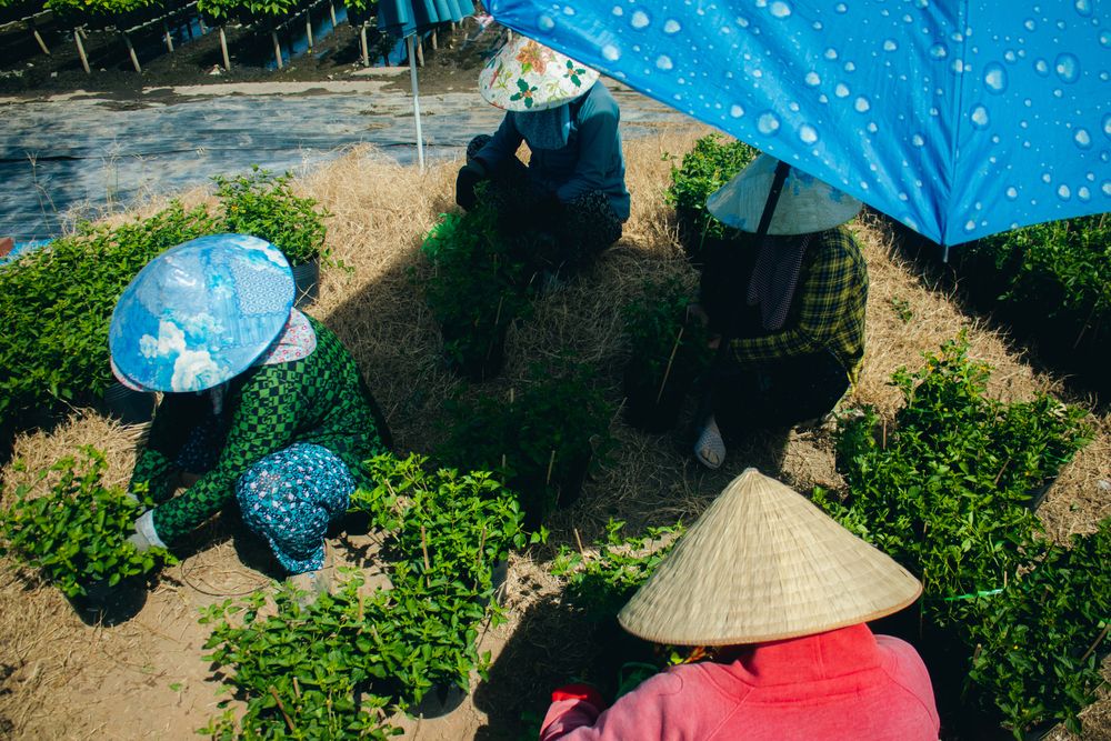 Фотография автора Huy Hoang Do