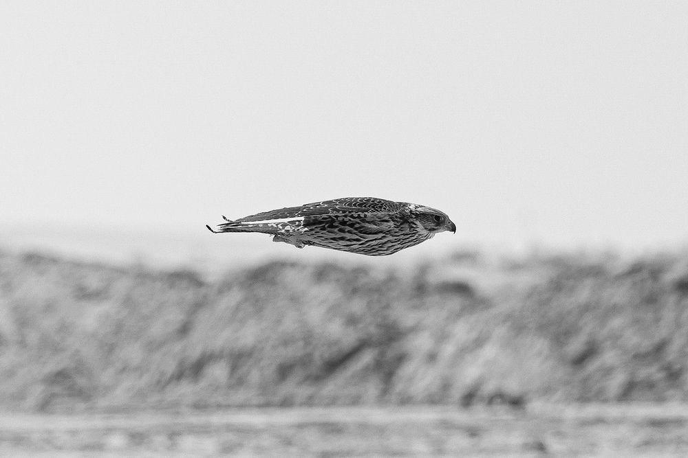 Photograph by Hassan Al-Saba