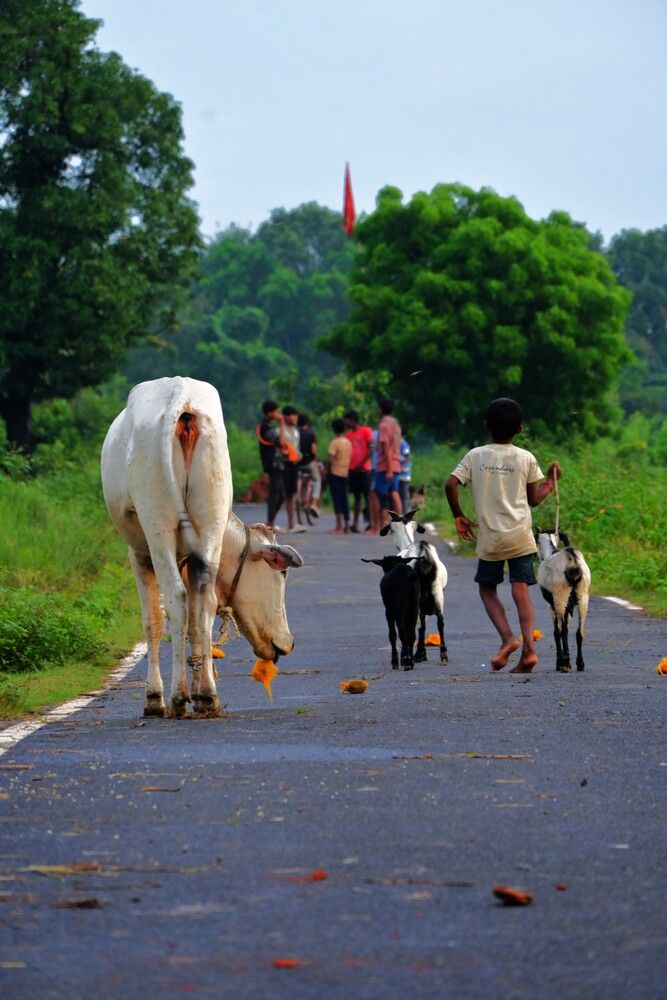 Village Morning Walk