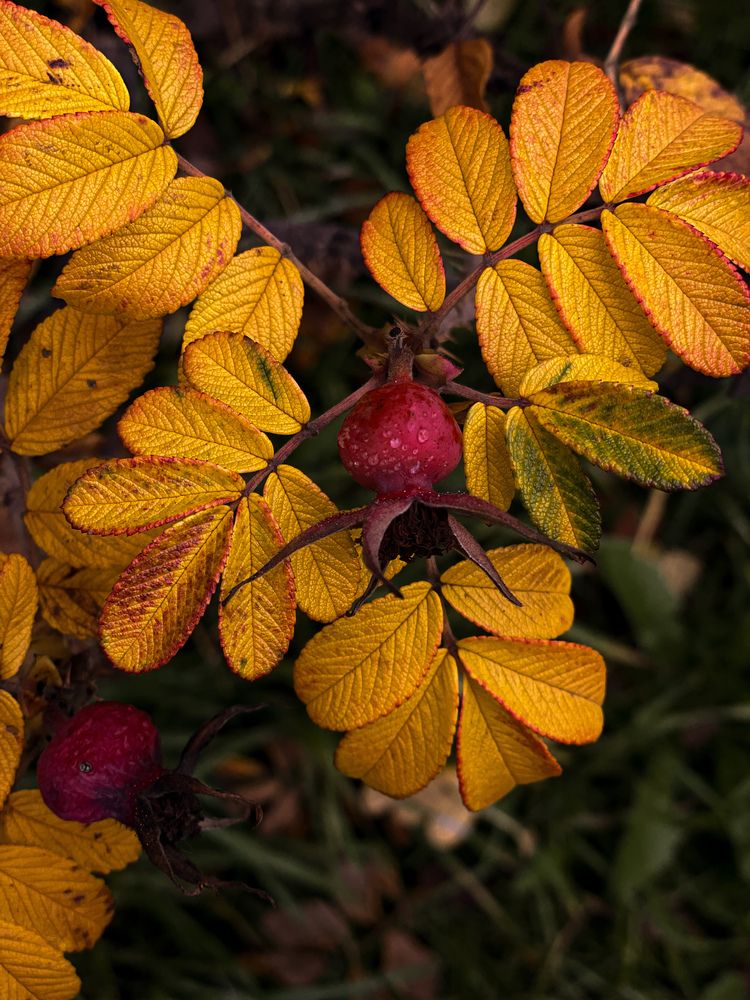 Photograph by Юлия Максимова