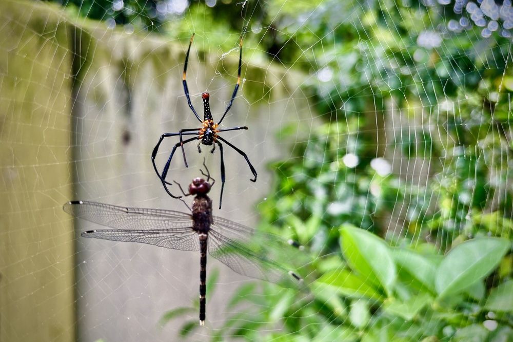 Photograph by BIPLAB MISRA