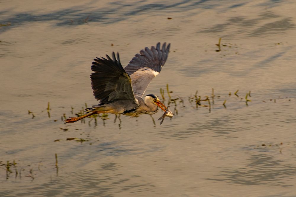 Photograph by Михаил Дроздецкий