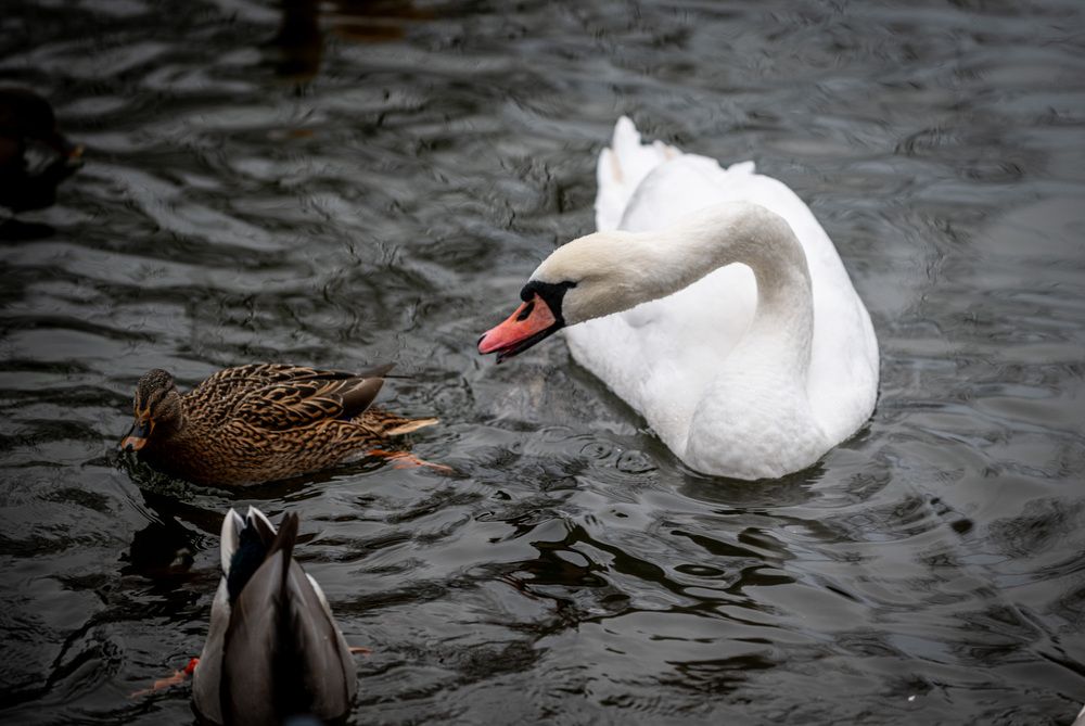 Photograph by Дмитрий Плотников