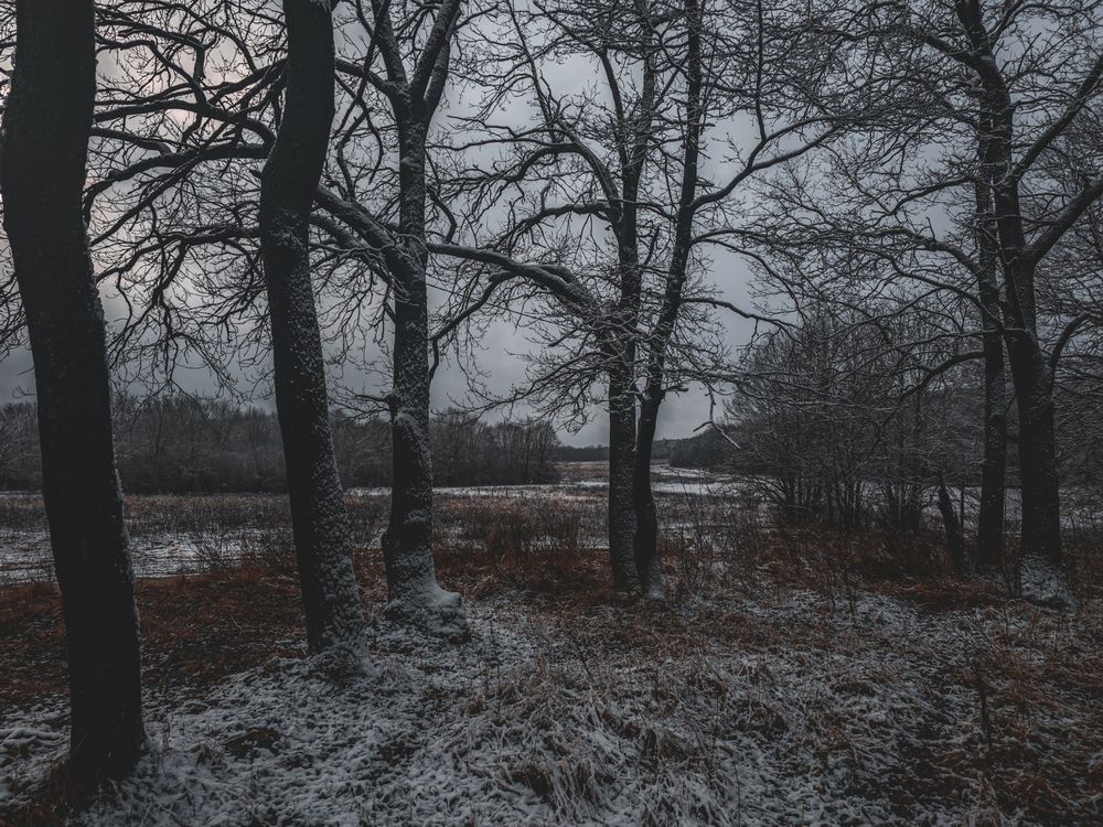 Photo #12890169