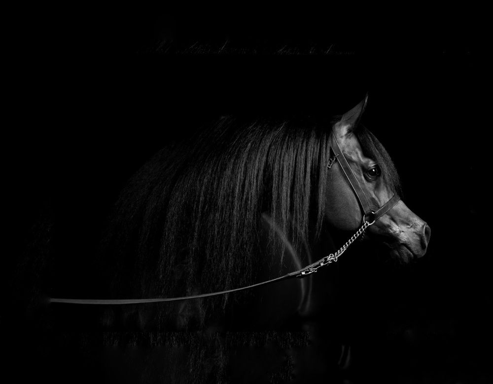 Photograph by Rajaa Shatnawi