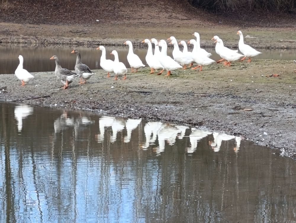 Гусиный клин .