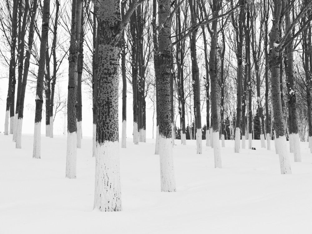 Photograph by Chen Chen