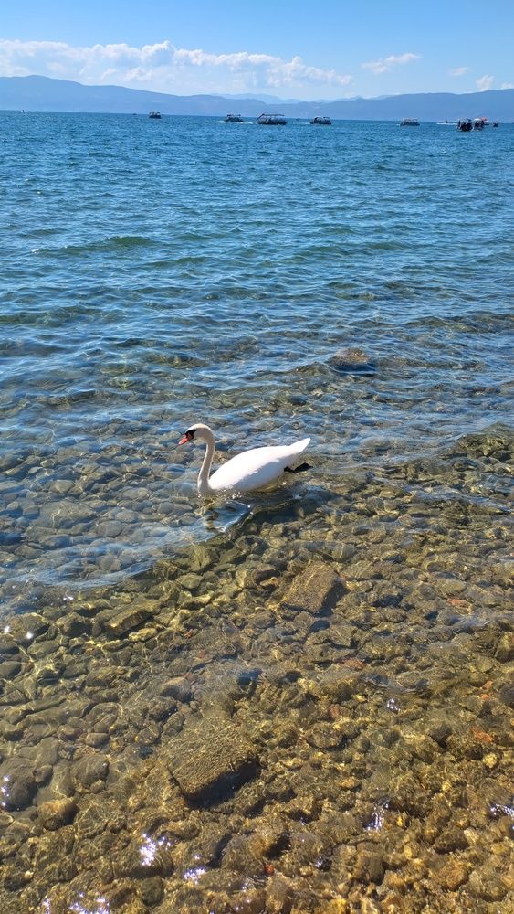 Swan