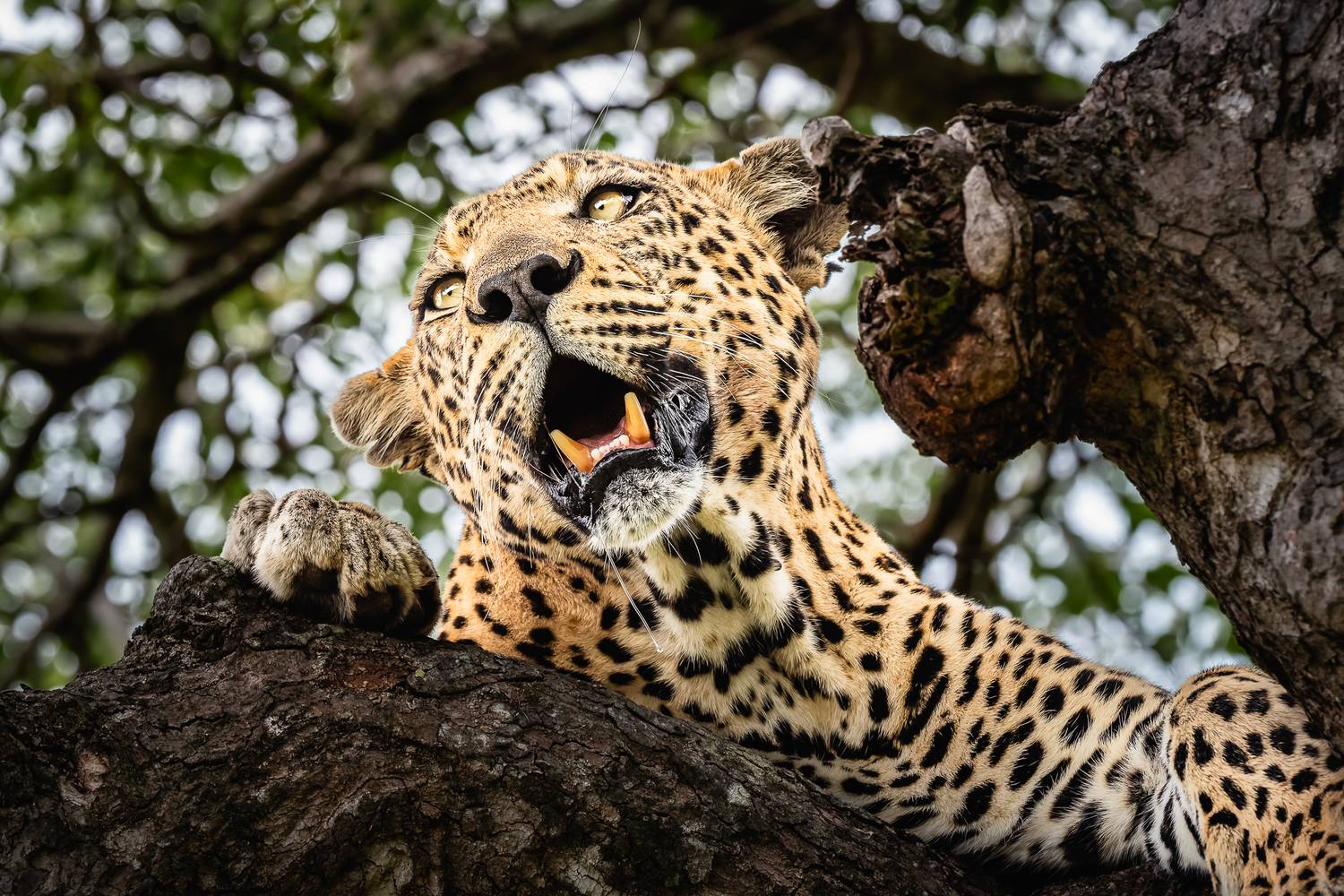 Фотография #12893122