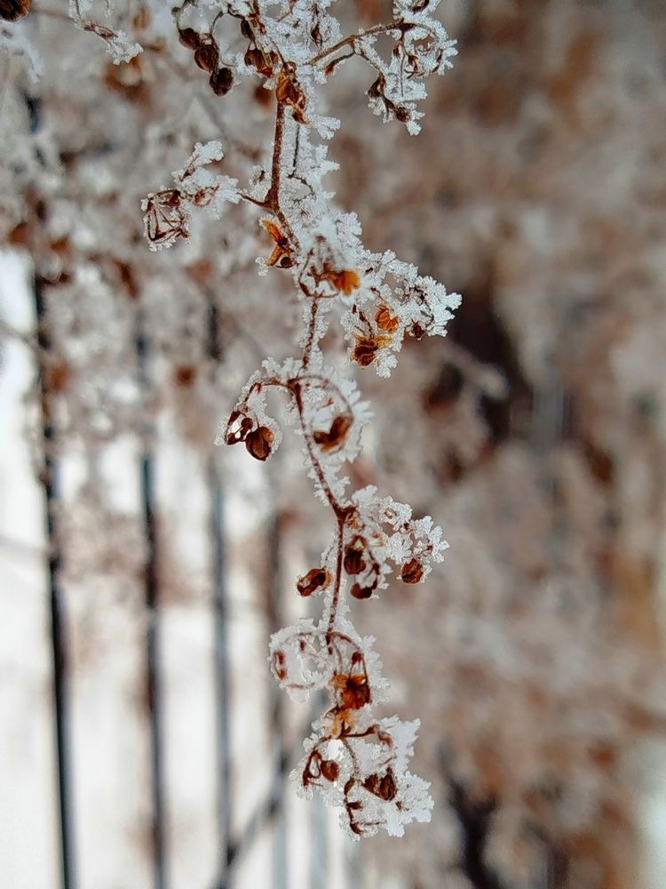 Зимняя лоза