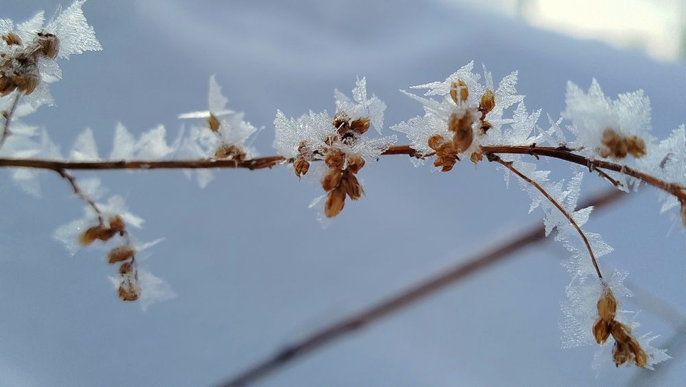 В морозный день