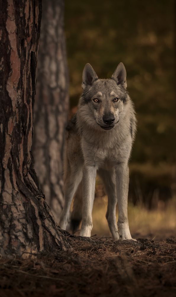 Beyond instinct