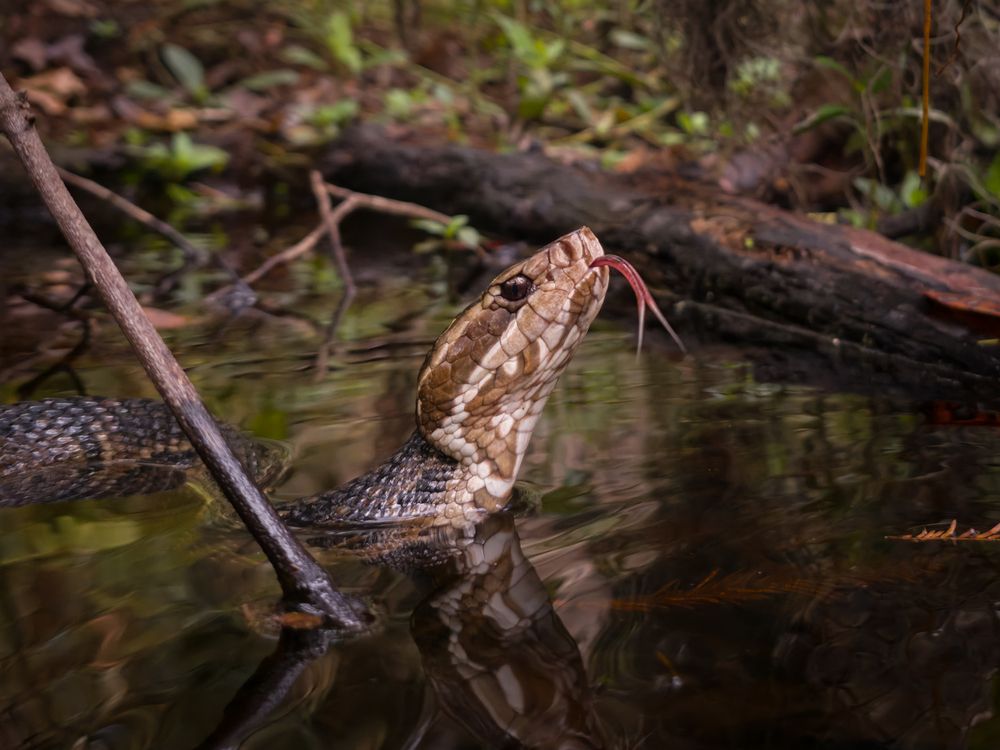 Gliding through stillness